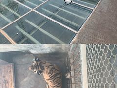 -五龙山野生动物王国
