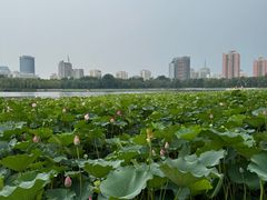 -莲花池公园