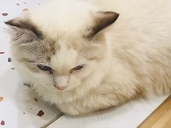 -滚猫咖啡·猫咖·猫友好撸猫(未来城店)