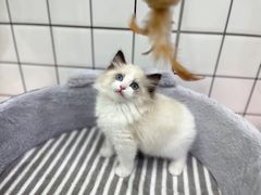 -1013 PET SHOP精品宠物商店(丁香店)