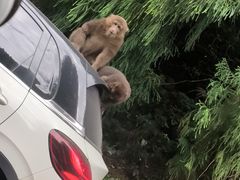-西岭雪山大飞水景区