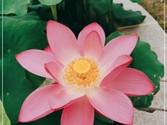 -莲花池公园