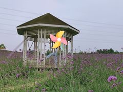 -紫颐香薰山谷景区
