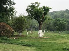 -羊山湖公园