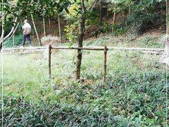 -上海佘山国家森林公园天马山园