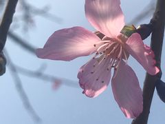 -天适樱花悠乐园