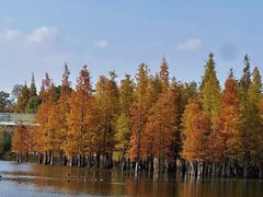 -白鹭湾湿地公园