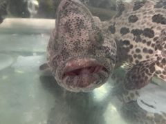 -罗源湾8号渔排