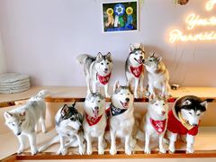 -Husky Go! 哈士奇体验馆·宠物咖啡厅狗咖