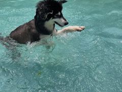 -汪说喵讲宠物乐园宠物酒店(红星美凯龙店)