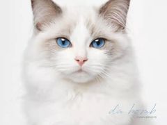 -瑞派宠物医院(搏威敦和院)