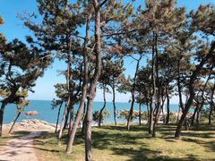 -日照海滨国家森林公园