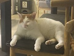 -平行世界·猫咖(首经贸店)