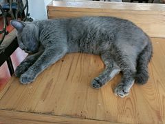 -猫小院猫主题咖啡厅(北锣店)