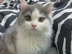 -米苏动物医院·犬猫专科·骨科外科内窥镜