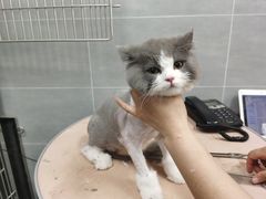-宠福鑫康馨动物医院·骨科·眼科