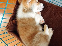 -翊宠yipet猫狗购宠庄园犬舍•猫舍