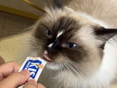 -藏猫猫咖啡主题馆(中央大道店)