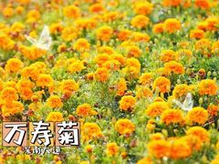 -白石龙音乐公园