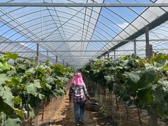 -马陆小张葡萄园农家乐