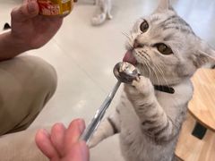 -共舞时光猫咖·狗咖(新街口店)