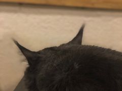 -猫小院猫主题咖啡厅(北锣店)
