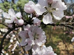 -洛阳市隋唐城遗址植物园
