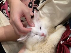 -楼上猫咖(罗湖店)