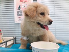 -瑞派·关忠动物医院·猫专科·犬专科(三环新城店)