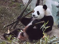 -栾川竹海野生动物园