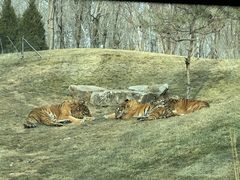 -北京野生动物园