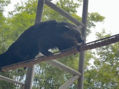 -清迈夜间动物园