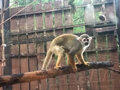 -清迈夜间动物园