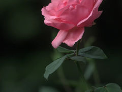 -香蜜公园