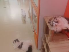 -三花喵·撸猫购宠·宠物生活馆(虹桥南丰城店)