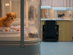 -翊宠yipet猫狗购宠庄园犬舍•猫舍