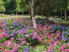 -上海鲜花港