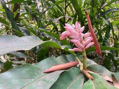 -广西壮族自治区药用植物园
