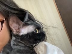 -宠爱国际动物医院·消化内科·心肾内科·ISFM猫友好(望京店)