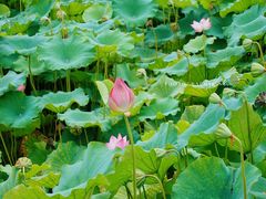 -西湖游船