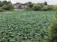 -长兴太湖图影湿地文化园