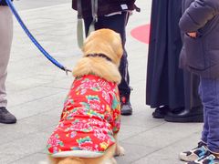 -龙湖成都上城天街