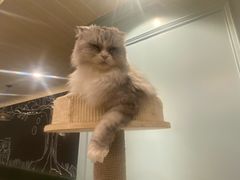 -安格丽娜·狗咖·猫咖羊驼咖(春熙路百盛商场店)
