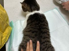 -瑞派宠物医院·犬猫全科·猫友好(宾水西道店)