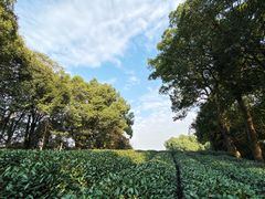-西湖风景区十里琅珰-五云山
