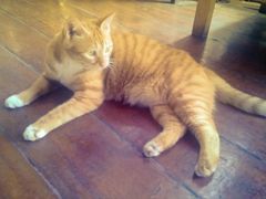 upload_pic-三楼上的猫咖啡馆(山师东路店)