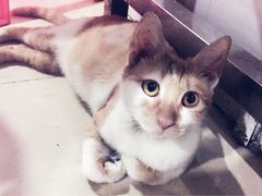 -内蒙古海拉尔烤羊腿·烤全羊·烧烤