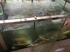 -东江湖游水三文鱼美食城