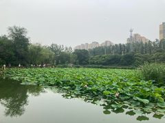 -前关湿地公园
