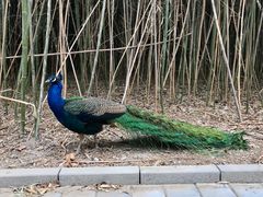 -北京麋鹿生态实验中心